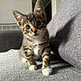 Lylas participe au concours pour gagner de l'argent avec cette photo : kitten, tabby, cat, pet, animal, cute, indoor, gray_blanket, couch, curious, feline, whiskers, small_paws, soft_texture, domestic, young_animal, fur, ears, eyes, head_tilt