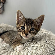 Lylas participe au concours pour gagner de l'argent avec cette photo : kitten, cat, pet, animal, fur, whiskers, ears, eyes, paw, fluffy, soft, cute, indoor, resting, closeup, portrait, young, feline, cozy, curious