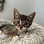 animal, cat, closeup, cozy, curious, cute, ears, eyes, feline, fluffy, fur, indoor, kitten, paw, pet, portrait, resting, soft, whiskers, young