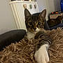 Lylas participe au concours pour gagner de l'argent avec cette photo : cat, kitten, tabby, paw, fluffy_blanket, living_room, couch, decorations, indoor, furniture, relaxed, pet, animal, cute, curious, striped, white_paw, background, soft_lighting, domestic