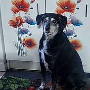 Belle a rejoint le concours — aidez-le/la à gagner de superbes lots ! dog, black_dog, sitting, kitchen, cabinet, flower_decal, orange_flower, purple_flower, mat, vegetables, tomatoes, greenery, indoor, pet, animal, fur, paw, floor, home, quiet