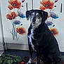 dog, black_dog, sitting, kitchen, cabinet, flower_decal, orange_flower, purple_flower, mat, vegetables, tomatoes, greenery, indoor, pet, animal, fur, paw, floor, home, quiet