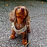 animal, autumn, brown_fur, companion, cute, dog, floppy_ears, greenery, harness, leash, leaves, long_haired, looking_up, outdoor, pavement, pet, portrait, puppy, sitting, small_dog