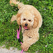 Spicy is registered to the contest to win money with this photo: dog, curly_fur, leash, grass, flowers, outdoor, pet, playful, tongue_out, happy, canine, nature, greenery, paws, animal, summer, cute, fur, collar, resting