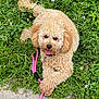 dog, curly_fur, leash, grass, flowers, outdoor, pet, playful, tongue_out, happy, canine, nature, greenery, paws, animal, summer, cute, fur, collar, resting
