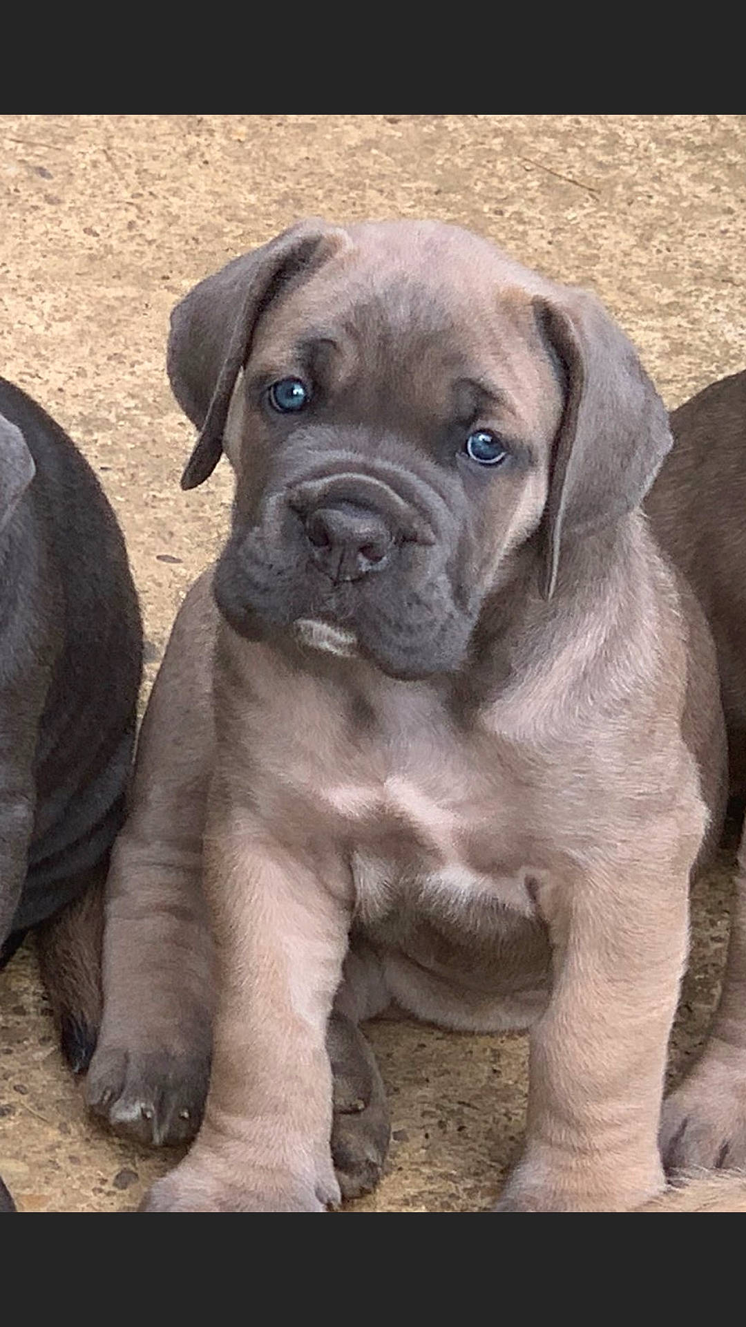 Petra a rejoint le concours — aidez-le/la à gagner de superbes lots ! ancient_dog_breeds, boxer, canidae, carnivore, companion_dog, dog, dog_breed, fawn, molosser, non_sporting_group, snout, sporting_group, terrestrial_animal, whiskers, window, working_animal, working_dog, wrinkle