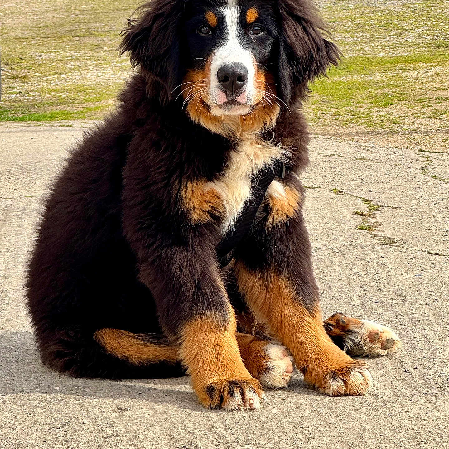 Simba a rejoint le concours — aidez-le/la à gagner de superbes lots ! airedale, animal, appenzeller, canine, cockerspaniel, collie, dog, flagstone, grass, hound, papillon, path, pet, plant, poodle, puppy, sidewalk, slate, terrier, walkway