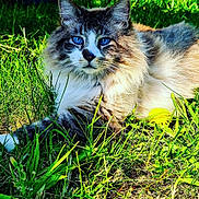Bounty participe au concours pour gagner de l'argent avec cette photo : cat, blue_eyes, fluffy, grass, outdoor, sunlight, flower, yellow_flower, nature, pet, animal, relaxing, feline, close_up, green, summer, resting, wildlife, cute, mammal