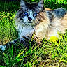 cat, blue_eyes, fluffy, grass, outdoor, sunlight, flower, yellow_flower, nature, pet, animal, relaxing, feline, close_up, green, summer, resting, wildlife, cute, mammal