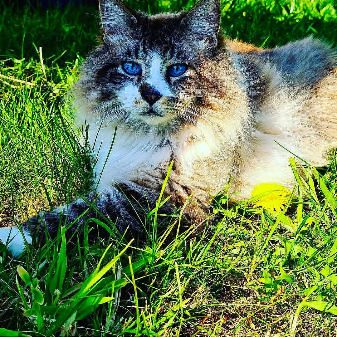 Bounty participe au concours pour gagner de l'argent avec cette photo : cat, blue_eyes, fluffy, grass, outdoor, sunlight, flower, yellow_flower, nature, pet, animal, relaxing, feline, close_up, green, summer, resting, wildlife, cute, mammal