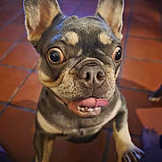 Lily Bird is registered to the contest to win money with this photo: animal, close_up, companion, cute, dog, domestic_dog, ears_up, floor, french_bulldog, indoor, looking_up, mammal, paw, pet, pet_animal, playful, short_hair, tile_floor, tongue_out, wide_eyes