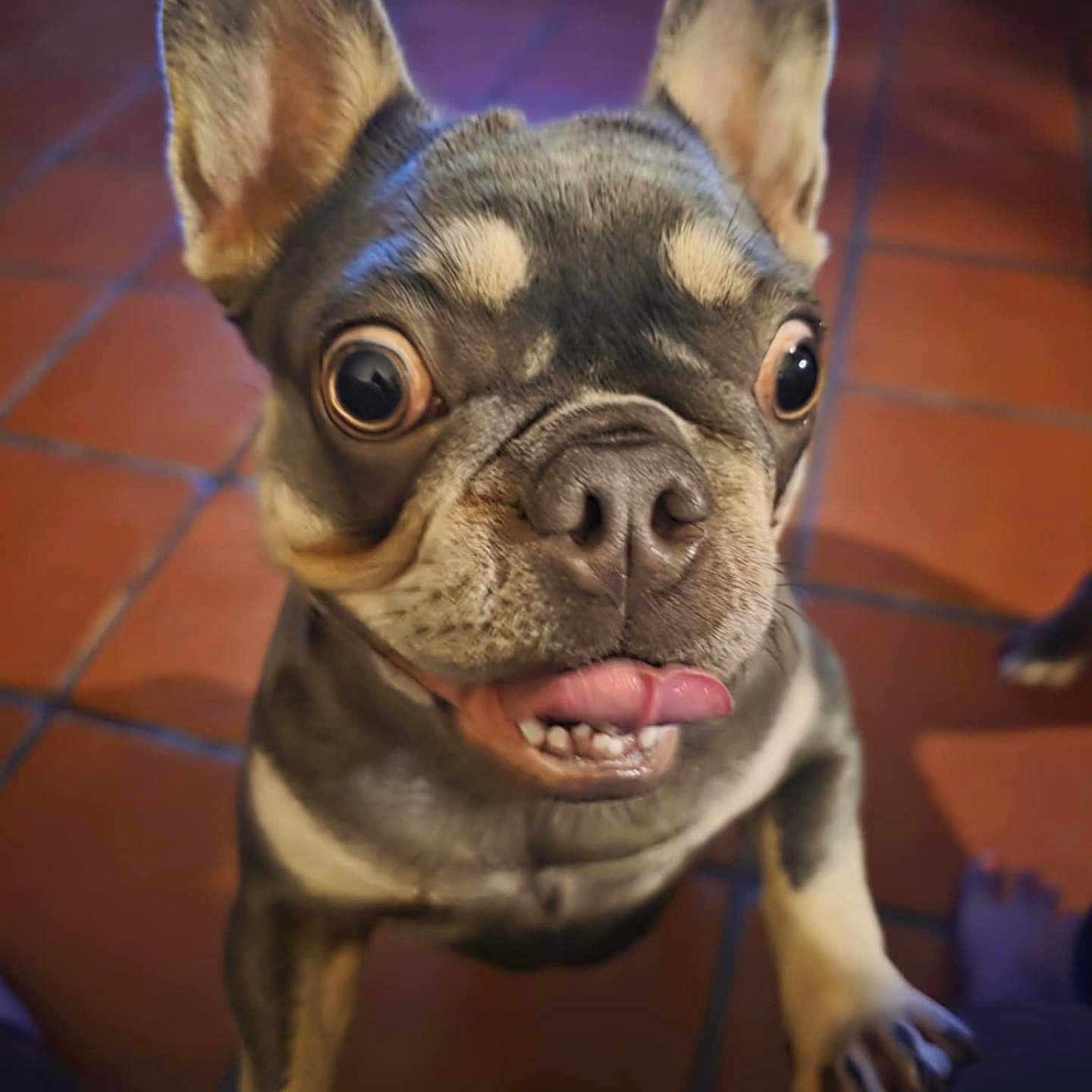 Lily Bird is registered to the contest to win money with this photo: animal, close_up, companion, cute, dog, domestic_dog, ears_up, floor, french_bulldog, indoor, looking_up, mammal, paw, pet, pet_animal, playful, short_hair, tile_floor, tongue_out, wide_eyes