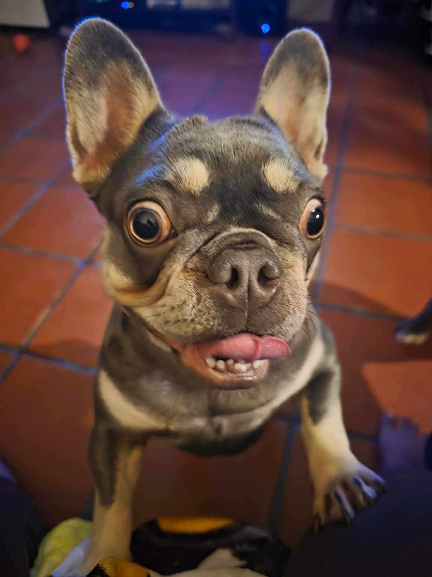 Lily Bird is registered to the contest to win money with this photo: animal, close_up, companion, cute, dog, domestic_dog, ears_up, floor, french_bulldog, indoor, looking_up, mammal, paw, pet, pet_animal, playful, short_hair, tile_floor, tongue_out, wide_eyes