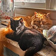 Mavis is registered to the contest to win money with this photo: cat, black_cat, orange_cat, window, sunlight, sleeping, resting, curious, fur, pets, domestic_animal, indoor, cozy, windowsill, curtain, patterned_surface, animal, whiskers, tail, peaceful