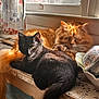 cat, black_cat, orange_cat, window, sunlight, sleeping, resting, curious, fur, pets, domestic_animal, indoor, cozy, windowsill, curtain, patterned_surface, animal, whiskers, tail, peaceful