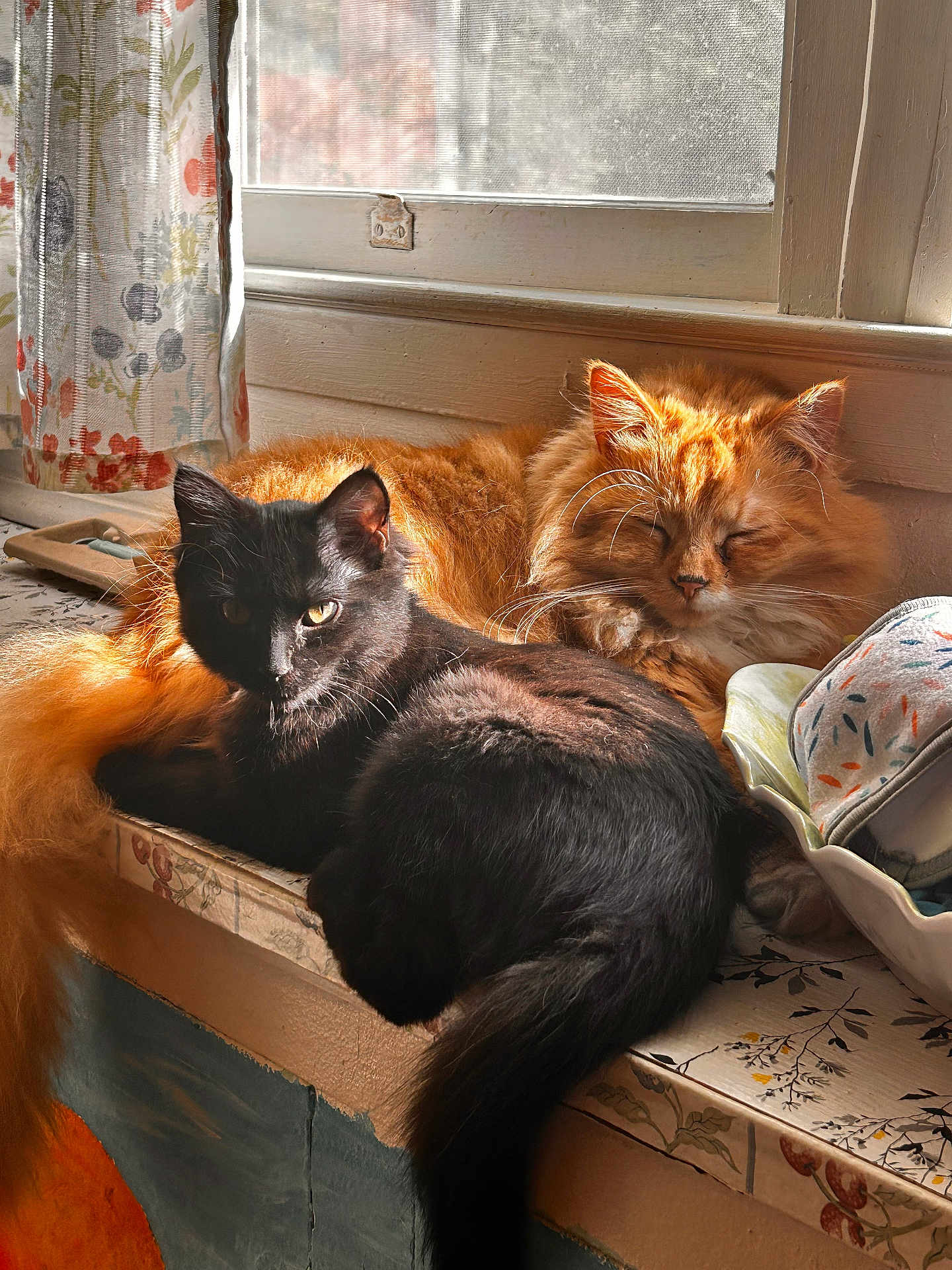 Mavis is registered to the contest to win money with this photo: cat, black_cat, orange_cat, window, sunlight, sleeping, resting, curious, fur, pets, domestic_animal, indoor, cozy, windowsill, curtain, patterned_surface, animal, whiskers, tail, peaceful