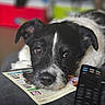 dog, black_and_white, face, pet, resting, lying_down, remote_control, flyer, indoor, close_up, cute, animal, fur, nostrils, ears, whiskers, expression, cozy, blurred_background, looking