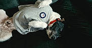 Spot is registered to the contest to win money with this photo: animal_clothing, black_and_white, canine, comfort, couch, cozy, cute, dog, domestic_animal, fur, furniture, gray_shirt, indoor, lying_down, paw, pet, red_collar, relaxed, resting, shirt_patch