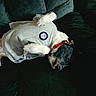animal_clothing, black_and_white, canine, comfort, couch, cozy, cute, dog, domestic_animal, fur, furniture, gray_shirt, indoor, lying_down, paw, pet, red_collar, relaxed, resting, shirt_patch