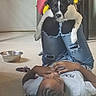 dog, person, indoor, floor, chair, jeans, computer, desk, ketchup, bottle, dog_bowl, shoe, casual, relaxed, black_and_white_dog, human, home, playful, pet, resting