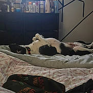 Spot is registered to the contest to win money with this photo: animal, bed, black_and_white, blanket, bottle, casual, collar, comfort, dog, dresser, fabric, furniture, indoor, light, pet, relaxing, resting, room, sleeping, television
