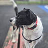 animal, bench, black_and_white, blurred_background, canine, close_up, curious, daylight, dog, focused, fur, leash, outdoor, park, pet, portrait, red_collar, side_view, standing, wood