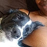 dog, person, couch, sleeping, black_and_white_dog, smile, closeup, indoor, relaxation, pet, companion, cozy, resting, face, shoulder, casual, comfort, bond, fur, human