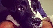Spot joined the competition — help win amazing prizes! puppy, dog, black_and_white, close_up, face, resting, arm, person, pet, cute, animal, indoor, fur, snout, ears, eyes, comfort, adorable, portrait, young