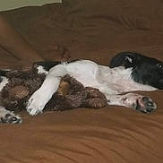 Spot joined the competition — help win amazing prizes! dog, bed, brown, black_and_white, stuffed_toy, teddy_bear, lying_down, resting, paw, person, arm, indoor, cozy, sleepy, animal, pet, furry, cute, companion, relaxation