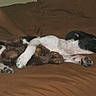 dog, bed, brown, black_and_white, stuffed_toy, teddy_bear, lying_down, resting, paw, person, arm, indoor, cozy, sleepy, animal, pet, furry, cute, companion, relaxation