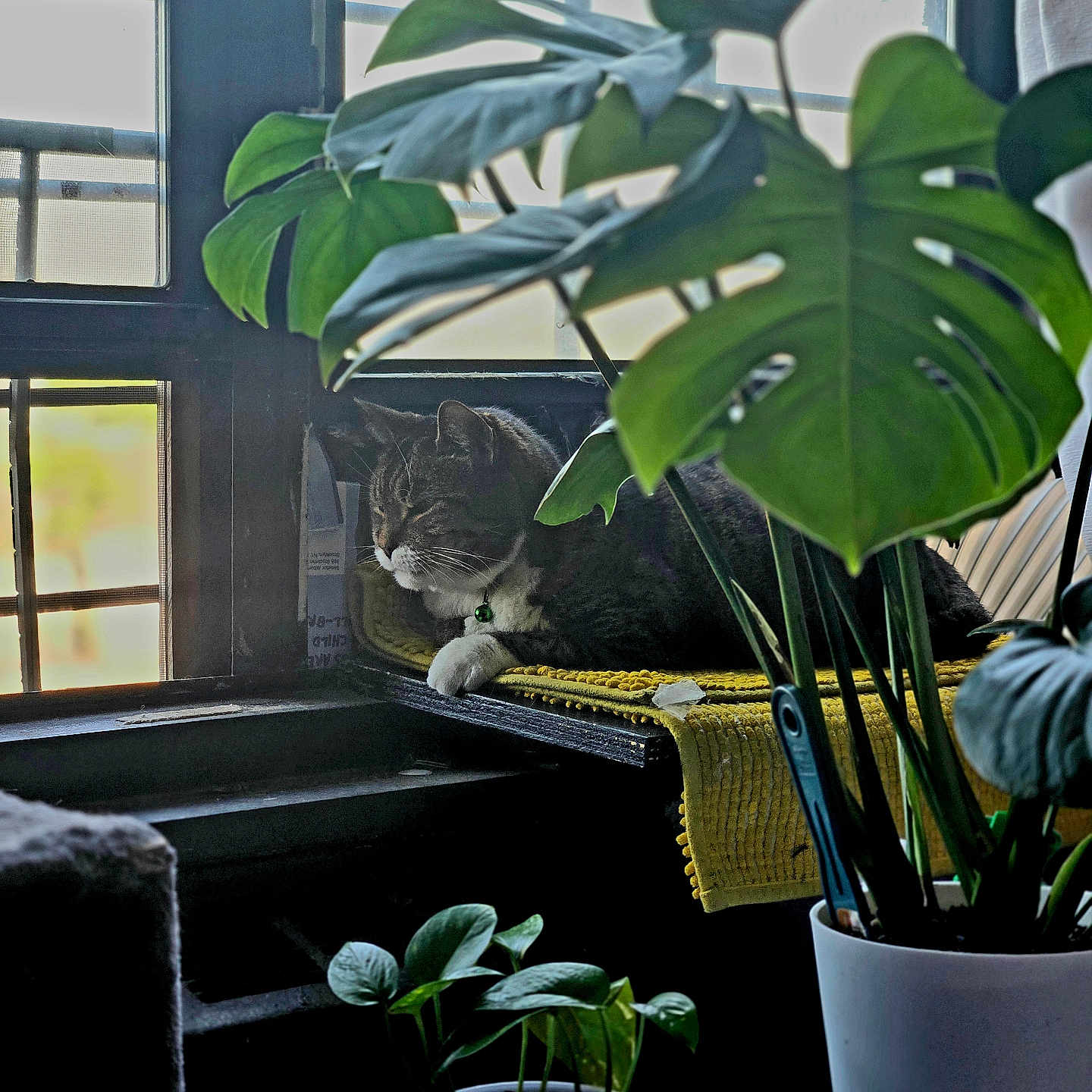 Precious joined the competition — help win amazing prizes! cat, tabby_cat, plant, houseplant, window, indoor, yellow_mat, leaf, green, relaxing, pet, sunlight, furniture, potted_plant, nature, resting, cozy, home, domestic, quiet