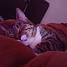 Precious is registered to the contest to win money with this photo: cat, tabby_cat, sleeping, blanket, indoor, furniture, television, storage_bin, relaxation, pet, cozy, household, fur, whiskers, domestic_animal, resting, comfort, bedroom, soft_lighting, warm_colors