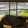 Precious joined the competition — help win amazing prizes! cat, tabby, windowsill, cityscape, urban, building, metal_bars, daylight, sunlight, greenery, tree, side_view, pet, animal, domestic_cat, resting, looking_out, outdoor_view, roof, window