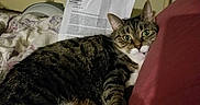 Precious joined the competition — help win amazing prizes! cat, tabby, green_eyes, bed, pillow, paper, indoor, window, curtain, furniture, resting, domestic, cozy, fur, animal, pet, relaxed, white_paws, striped, night
