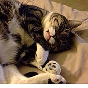 Precious is registered to the contest to win money with this photo: cat, tabby, sleeping, tongue_out, paws, blanket, indoor, cozy, fur, whiskers, cute, pet, relaxed, animal, resting, domestic_cat, feline, mammal, bed, soft