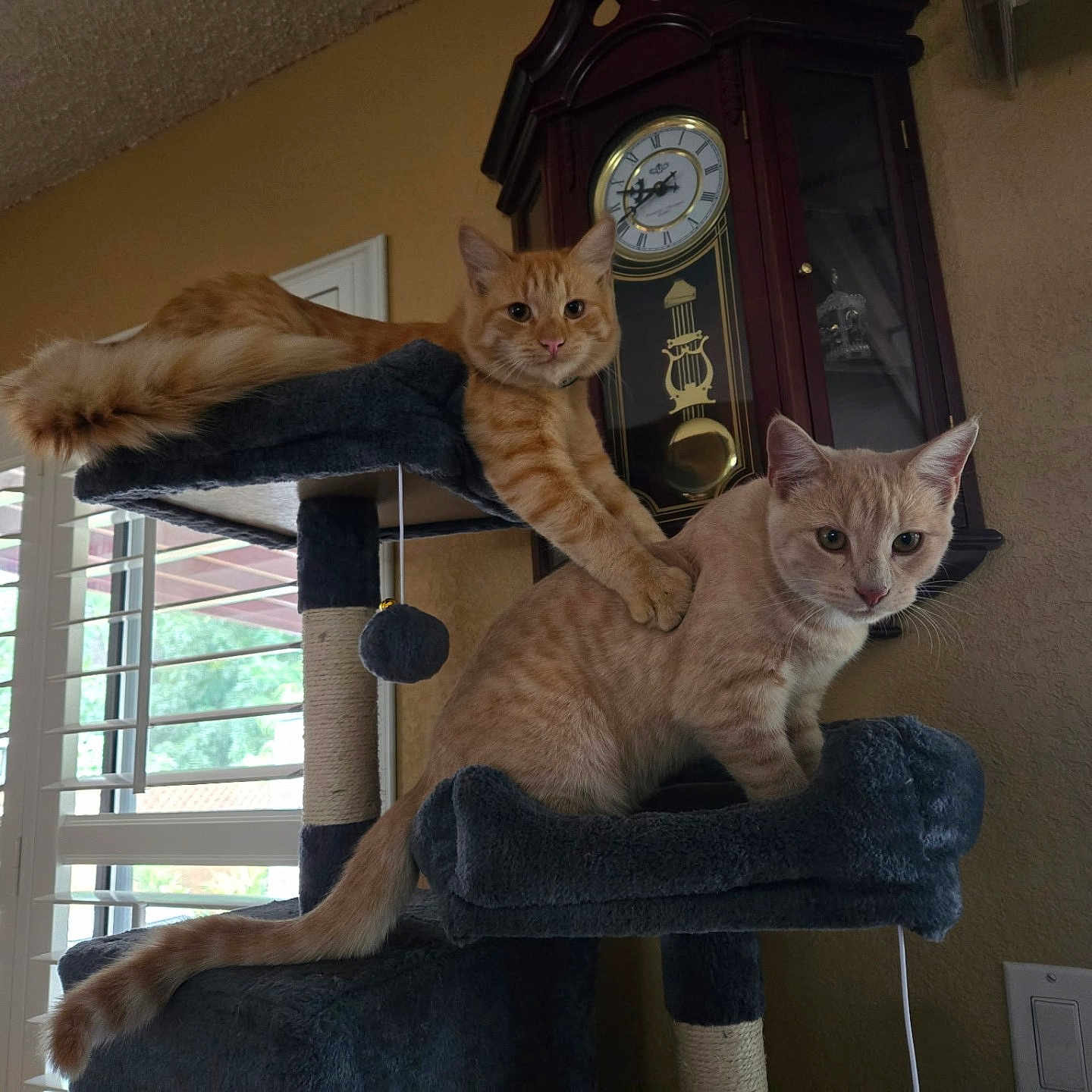 Cinnamon And Tiger