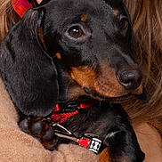 Valentin a rejoint le concours — aidez-le/la à gagner de superbes lots ! dog, dachshund, pet, close_up, black_and_tan, collar, red_collar, paw, fur, animal, cute, portrait, cozy, human_arm, sweater, brown, soft_texture, indoor, companion, friendly