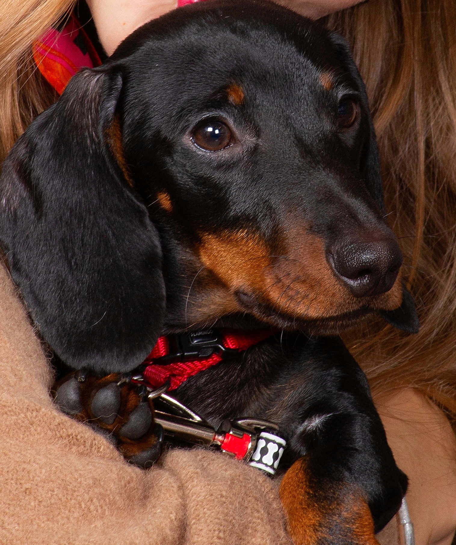 Valentin a rejoint le concours — aidez-le/la à gagner de superbes lots ! dog, dachshund, pet, close_up, black_and_tan, collar, red_collar, paw, fur, animal, cute, portrait, cozy, human_arm, sweater, brown, soft_texture, indoor, companion, friendly