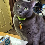 Sterling is registered to the contest to win money with this photo: animal, blurry, box, cat, clutter, collar, curious, domestic, door, feline, furniture, gray_cat, green_collar, household, indoor, papers, pet, sitting, table, tags