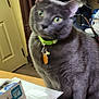 animal, blurry, box, cat, clutter, collar, curious, domestic, door, feline, furniture, gray_cat, green_collar, household, indoor, papers, pet, sitting, table, tags