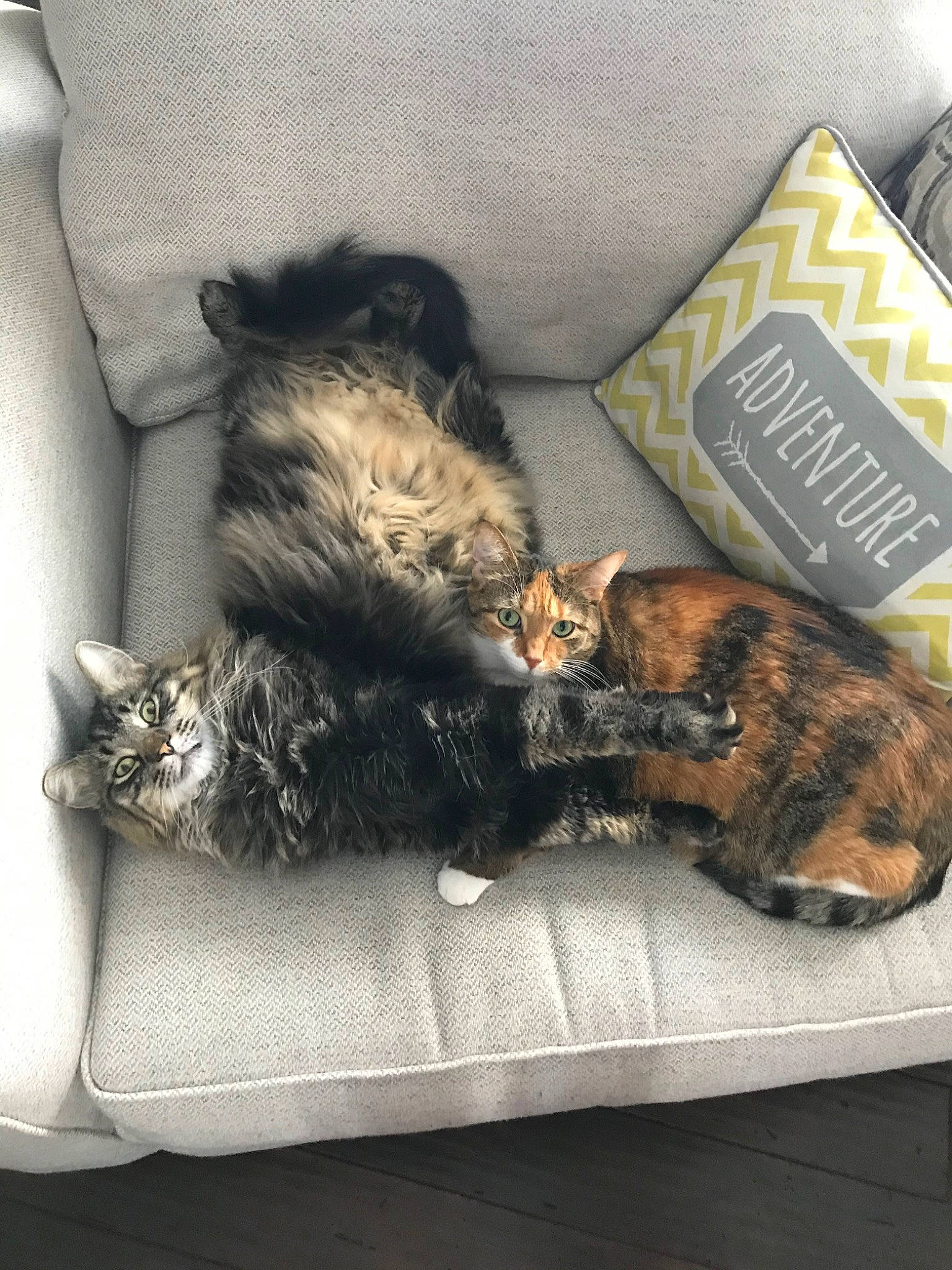 Steve is registered to the contest to win money with this photo: border_terrier, canidae, carnivore, cat, comfort, companion_dog, couch, cushion, dog, dog_breed, felidae, fur, furniture, kitten, nap, pillow, puppy, sleep, small_to_medium_sized_cats, tabby_cat