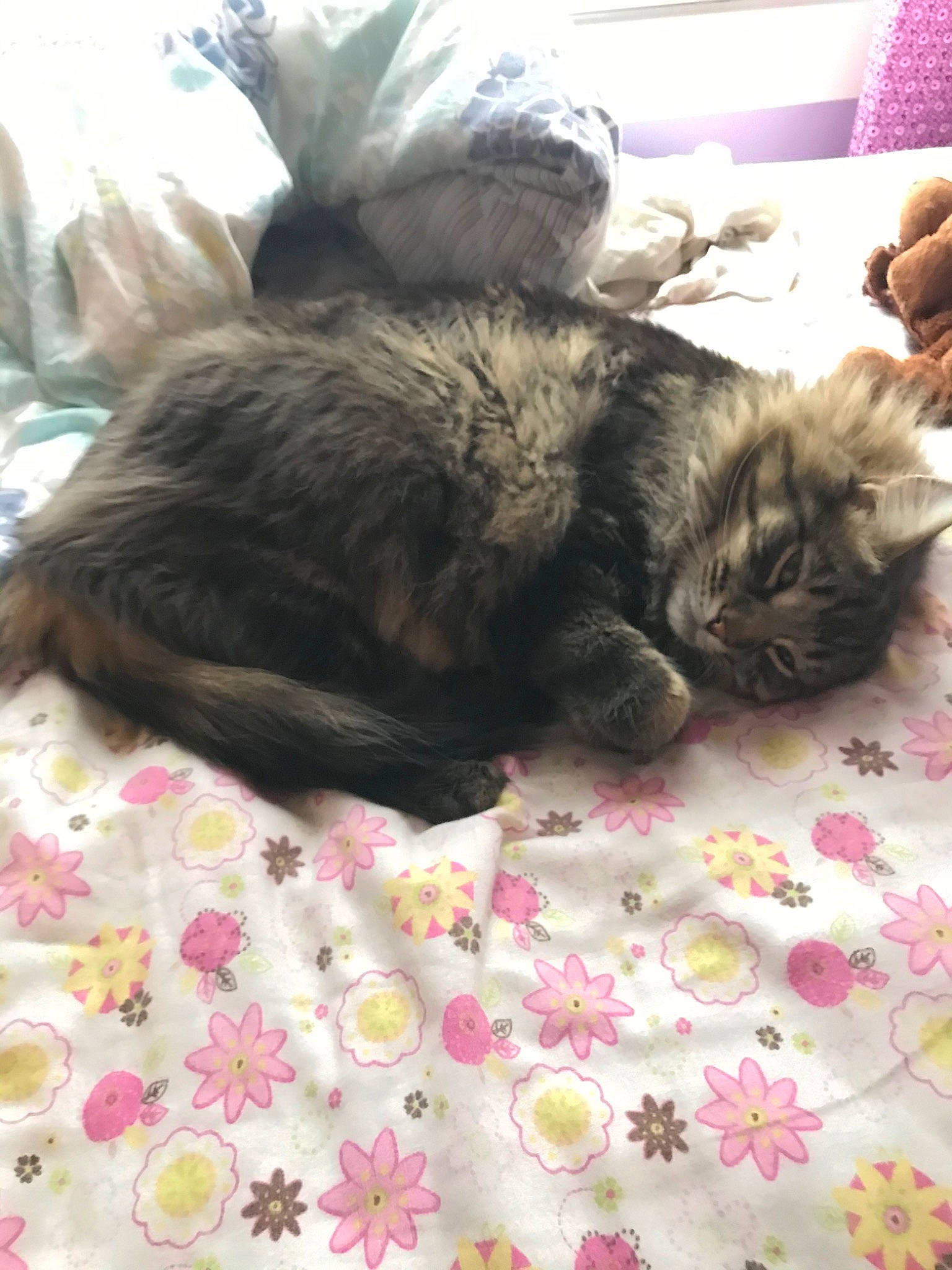 Steve is registered to the contest to win money with this photo: british_longhair, canidae, carnivore, cat, dog_breed, fawn, felidae, kitten, mammal, nap, norwegian_forest_cat, persian, puppy, shih_tzu, small_to_medium_sized_cats, vertebrate, whiskers