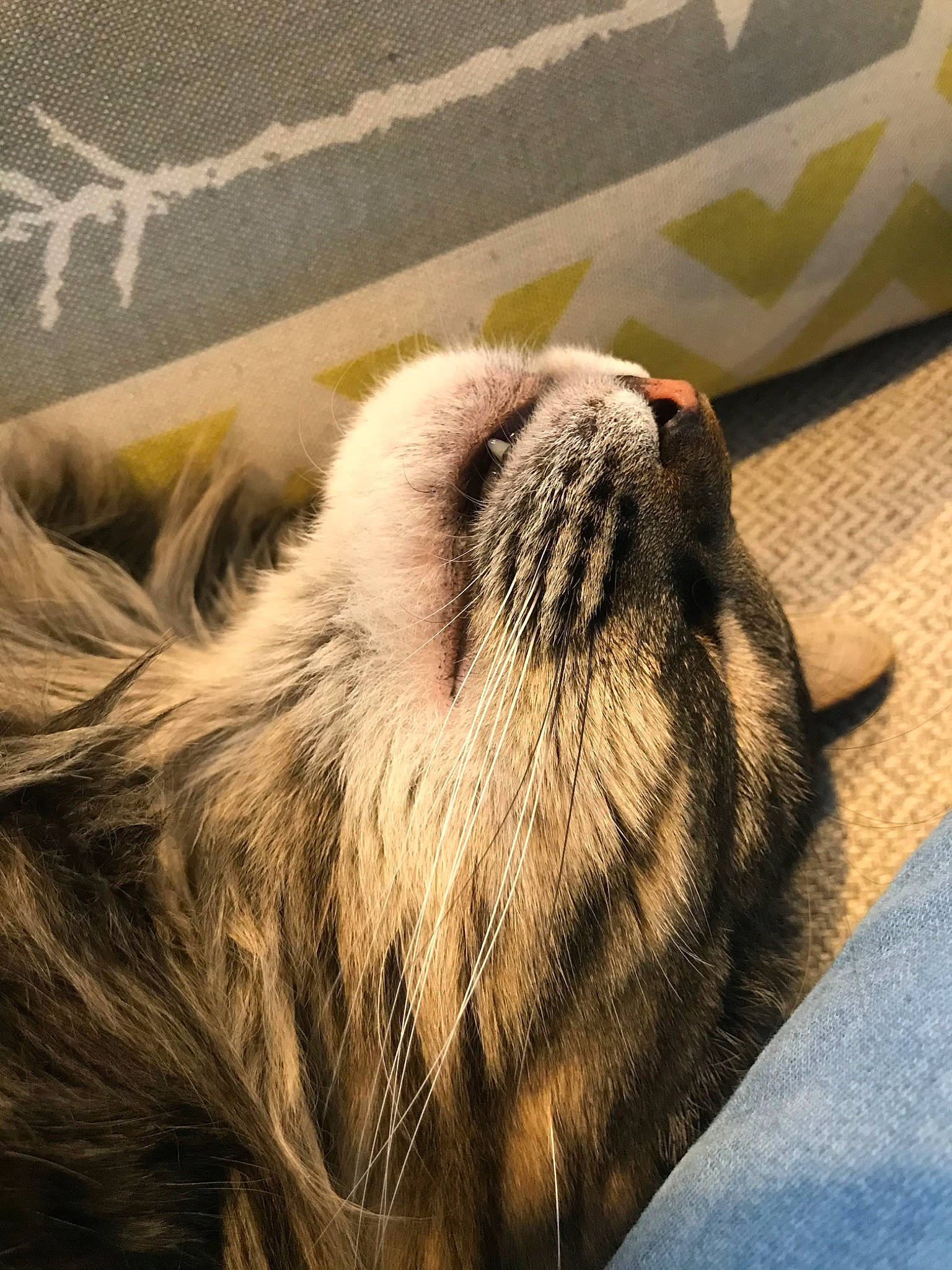 Steve joined the competition — help win amazing prizes! carnivore, cat, fawn, felidae, fur, small_to_medium_sized_cats, snout, whiskers