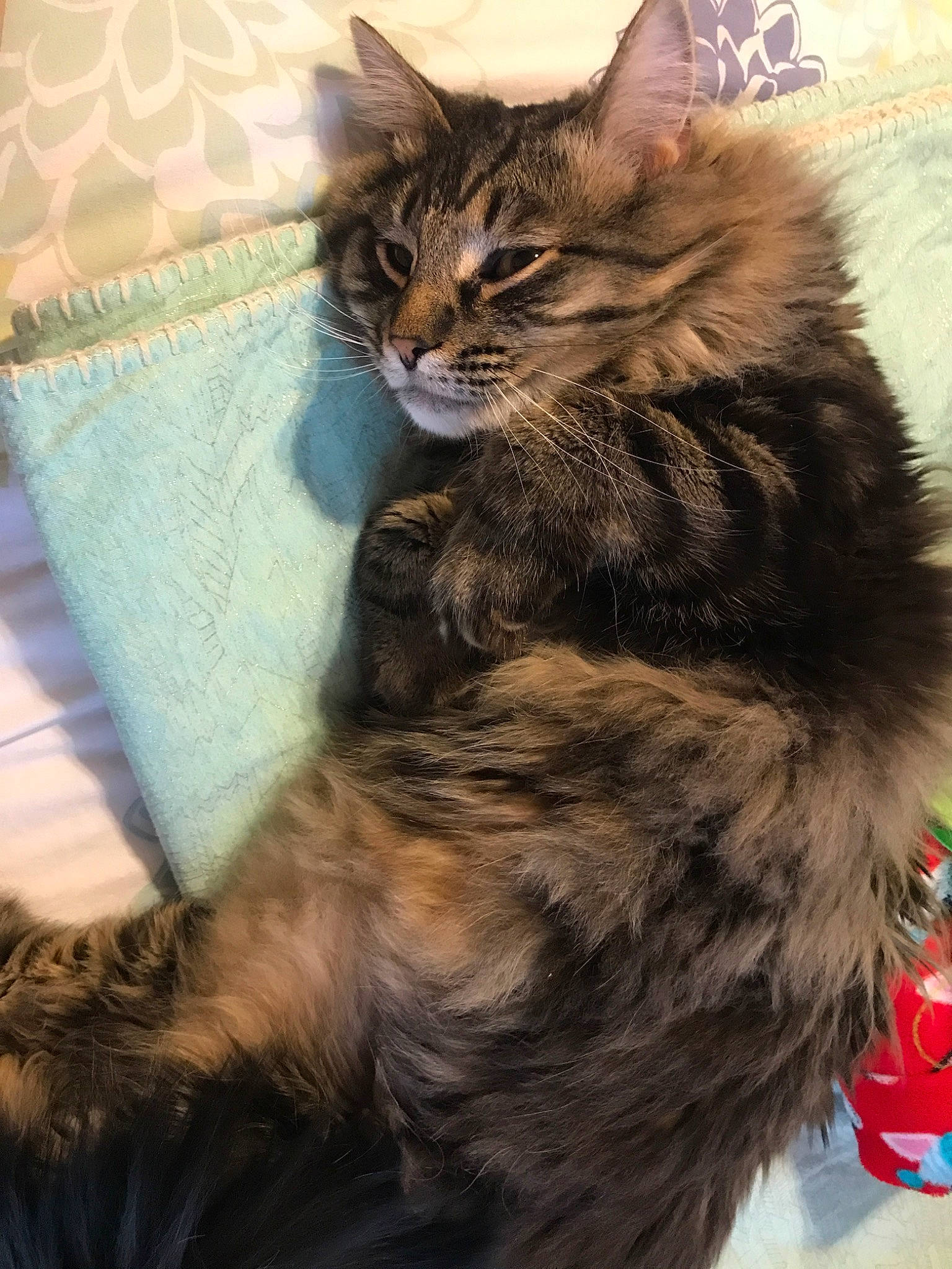 Steve is registered to the contest to win money with this photo: asian, asian_semi_longhair, carnivore, cat, cymric, domestic_long_haired_cat, domestic_short_haired_cat, dragon_li, felidae, fur, kitten, kurilian_bobtail, maine_coon, mammal, norwegian_forest_cat, siberian, small_to_medium_sized_cats, tabby_cat, vertebrate, whiskers