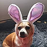 animal, brown_and_white, bunny_ears, companion, costume, cozy, cute, dog, domestic_animal, ears, expression, fluffy_blanket, funny, fur, headwear, indoor, pet, portrait, sitting, small_dog
