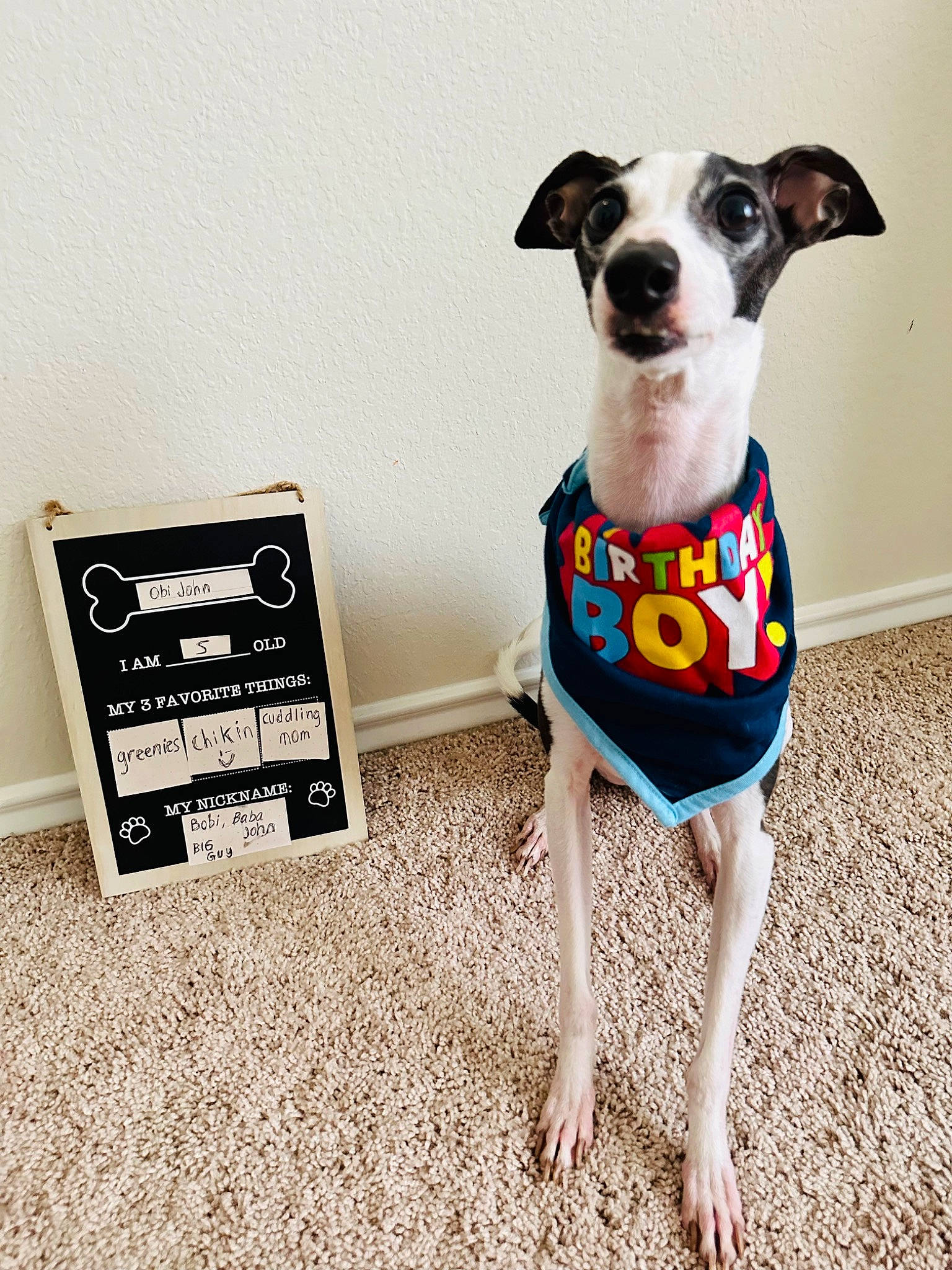 Obi is registered to the contest to win money with this photo: canidae, carnivore, collar, companion_dog, dog, dog_breed, dog_clothes, dog_collar, dog_supply, eyewear, fawn, flooring, glasses, personal_protective_equipment, pet_supply, sleeve, snout, sporting_group, whiskers, working_animal