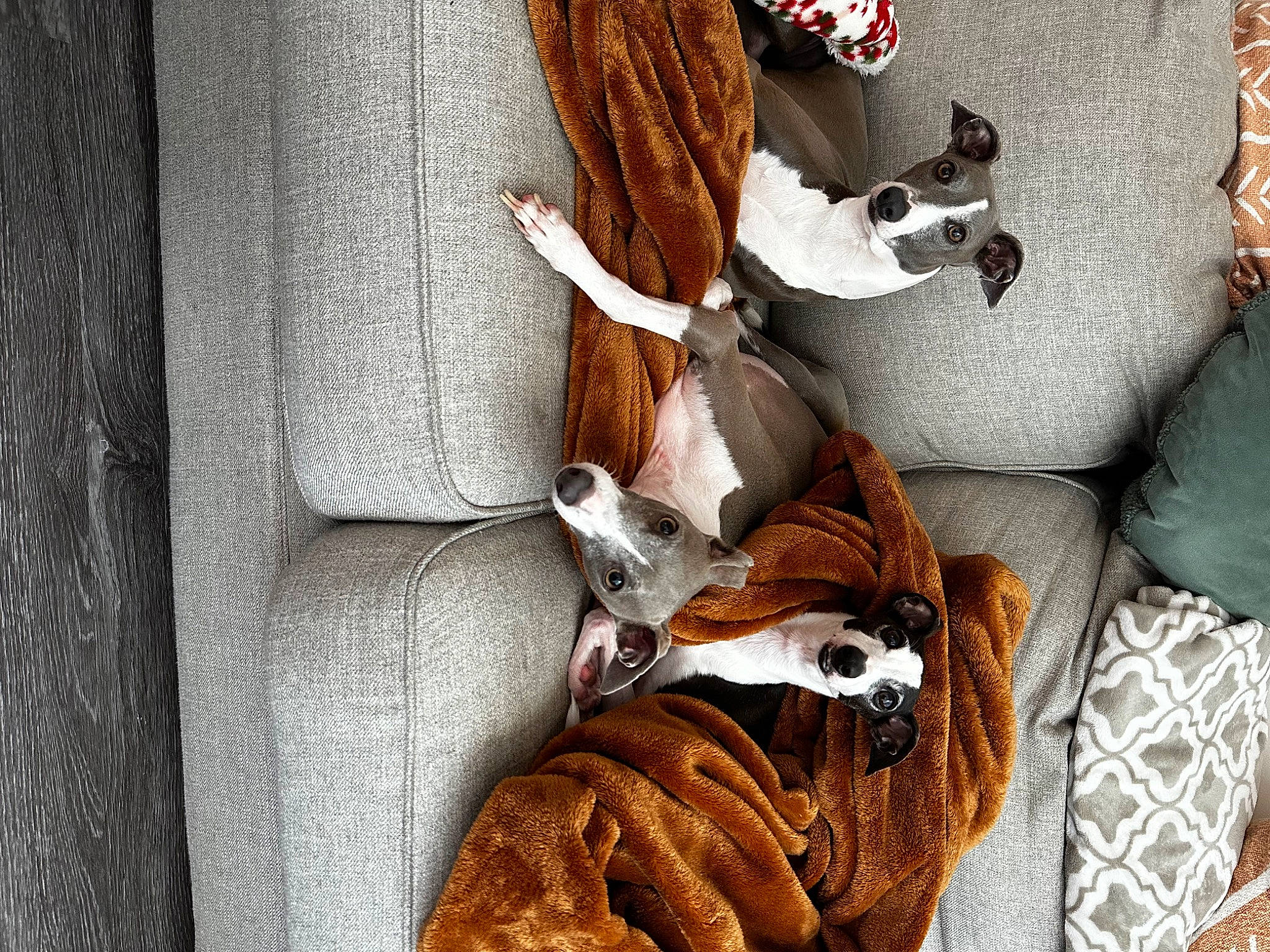 Obi is registered to the contest to win money with this photo: art, brown, carmine, carnivore, comfort, companion_dog, dog, fawn, felidae, fur, human_leg, linens, room, small_to_medium_sized_cats, tail, textile, toy, whiskers, window, wood