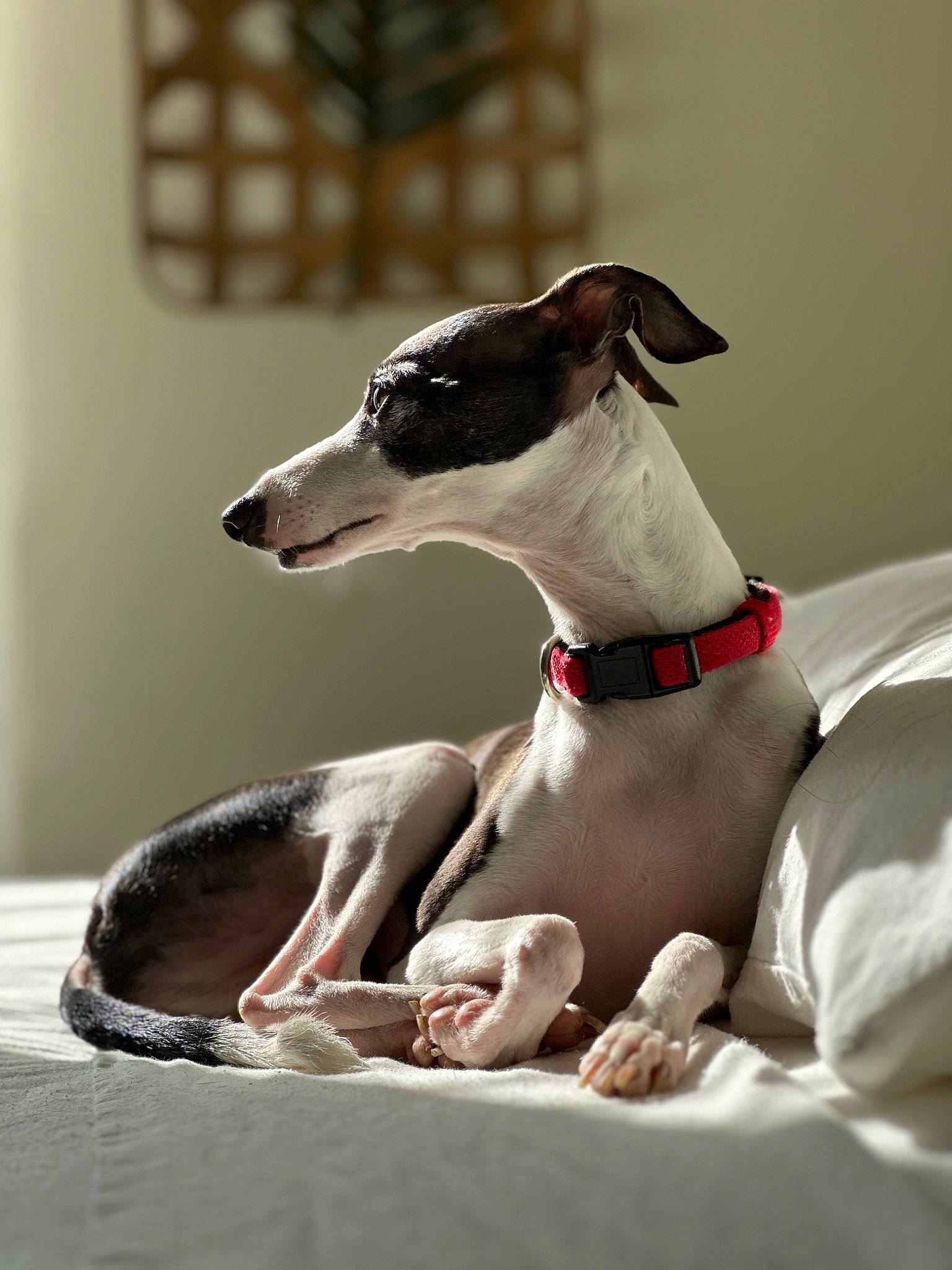 Obi is registered to the contest to win money with this photo: ancient_dog_breeds, art, carnivore, collar, companion_dog, dog, dog_breed, dog_collar, dog_supply, fawn, magyar_agar, non_sporting_group, pet_supply, rampur_greyhound, sighthound, snout, sporting_group, terrestrial_animal, toy_dog, working_animal