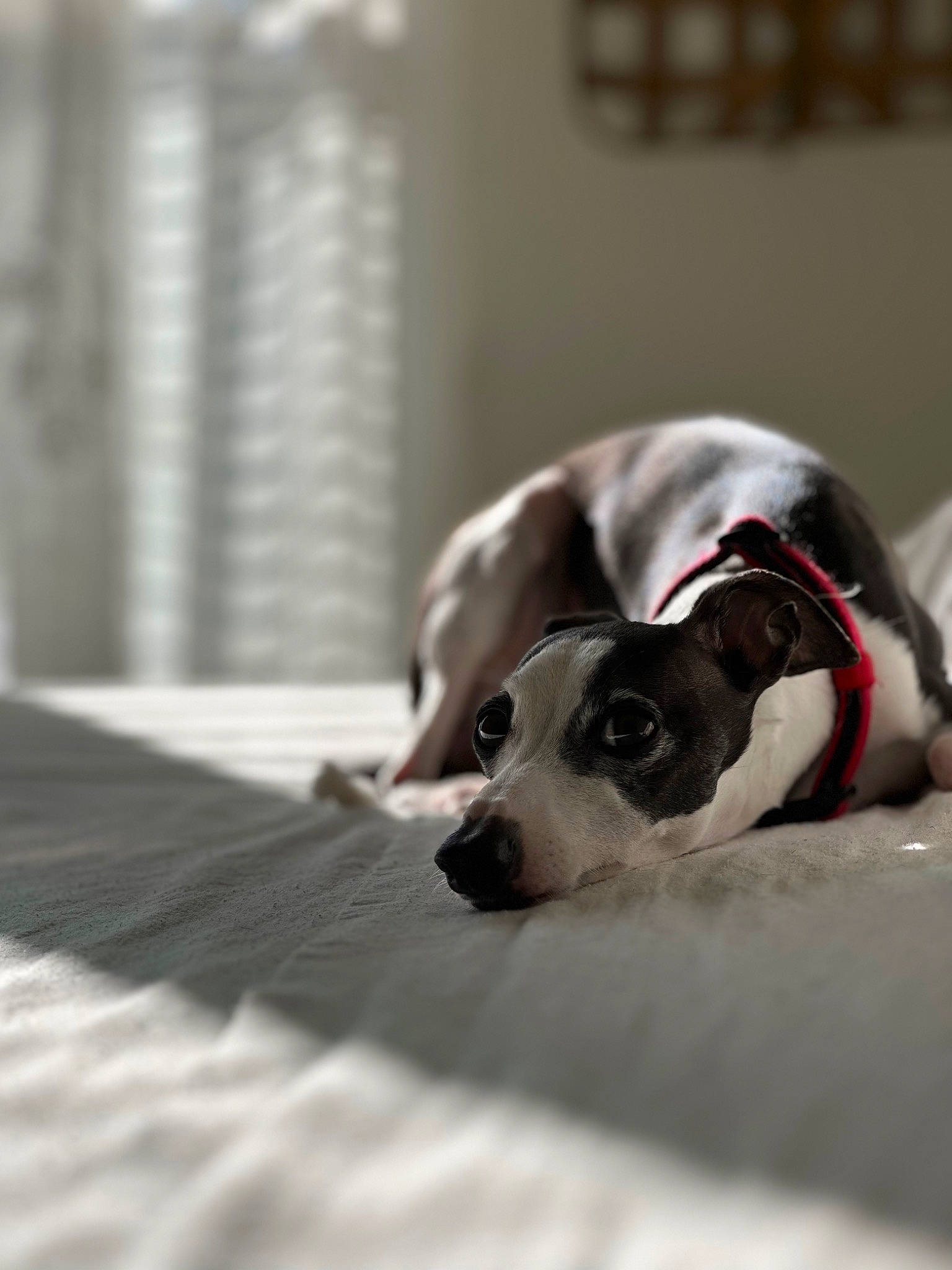 Obi is registered to the contest to win money with this photo: canidae, carnivore, collar, comfort, companion_dog, couch, dog, dog_breed, dog_supply, fawn, grey, linens, paw, pet_supply, snout, sporting_group, toy_dog, whiskers, wood, working_animal