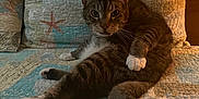 George is registered to the contest to win money with this photo: cat, tabby, pet, indoor, quilt, cushion, seashell_pattern, relaxed, paw, fur, whiskers, tail, animal, feline, cozy, home, curious, sitting, looking, brown